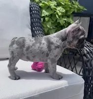 Poppy’s 🩵 girl, a female French Bulldog for sale in Priddy, TX – 5 of 10