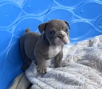 Kay T’s 💜 M4, a male English Bulldog for sale in Priddy, TX – 3 of 5