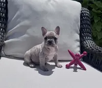 Poppy’s 💙, a male French Bulldog for sale in Priddy, TX – 3 of 7