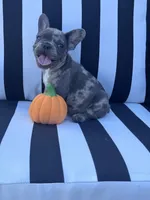 Jewel’s M1, a male French Bulldog for sale in Priddy, TX – 3 of 9