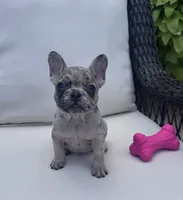 Poppy’s 🩵 girl, a female French Bulldog for sale in Priddy, TX – 8 of 10