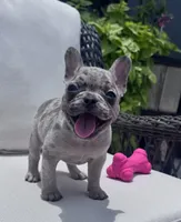 Poppy’s 🩵 girl, a female French Bulldog for sale in Priddy, TX – 2 of 10