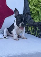 Panda’s M5, a male Frenchton for sale in Priddy, TX – 5 of 9