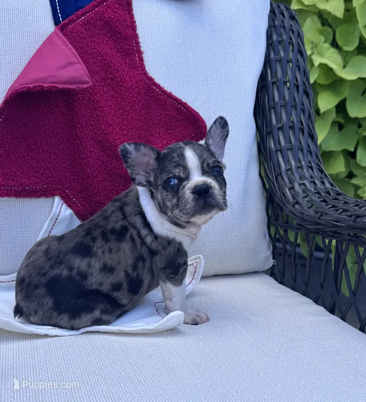 Panda’s M1 💙 – Frenchton puppy for sale in Priddy, TX