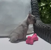 Poppy’s 💜 fawn, a female French Bulldog for sale in Priddy, TX – 4 of 10