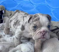 Kay T’s 💜 M1, a male English Bulldog for sale in Priddy, TX – 8 of 10