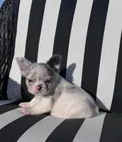 Indi’s M1, a male French Bulldog for sale in Priddy, TX – 3 of 10