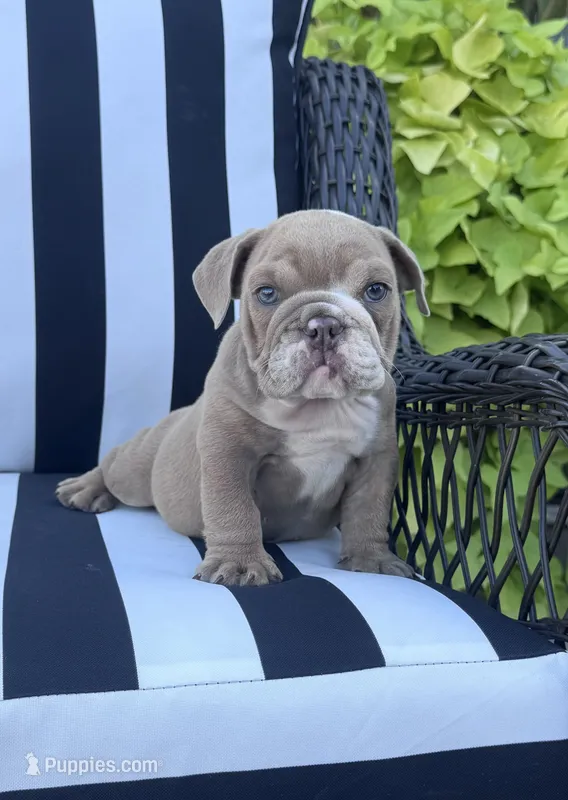 Kay T’s 💜 M4 – English Bulldog puppy for sale in Priddy, TX
