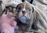 Kay T’s 🩷 F2, a female English Bulldog for sale in Priddy, TX – 3 of 9