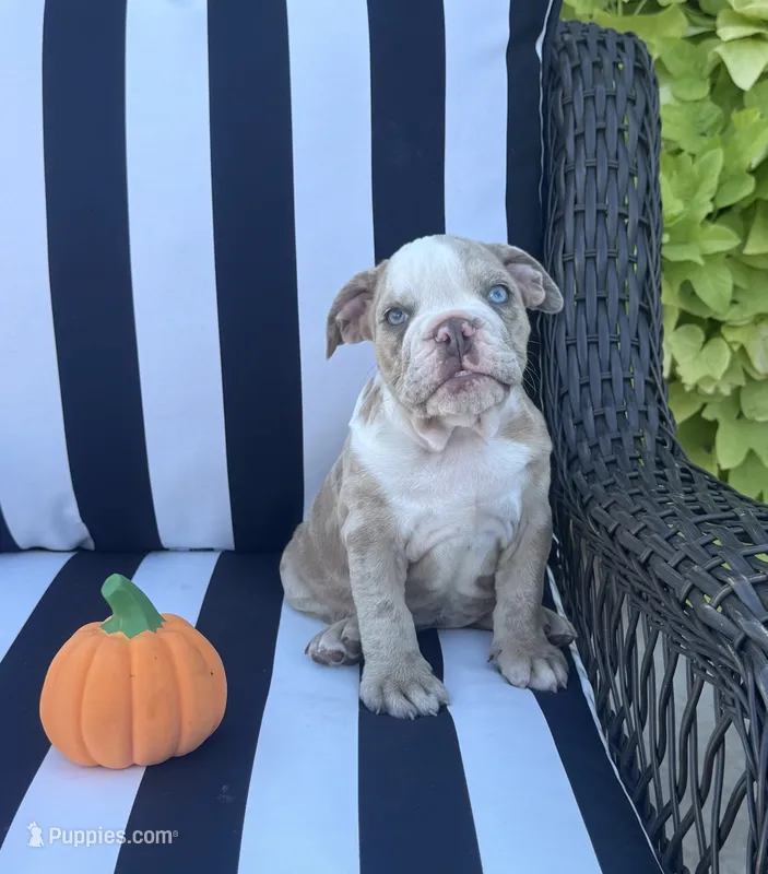 Kay T’s 🩷 F3 – English Bulldog puppy for sale in Priddy, TX