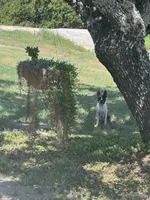 Panda’s M1 💙, a male Frenchton for sale in Priddy, TX – 9 of 10