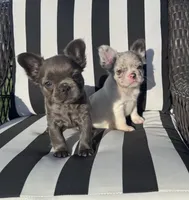 Indi’s F1, a female French Bulldog for sale in Priddy, TX – 3 of 6