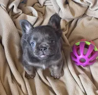 Poppy’s 💙🤎🩷, a female French Bulldog for sale in Priddy, TX – 3 of 10
