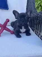 Panda’s M4, a male Frenchton for sale in Priddy, TX – 3 of 10