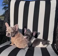 Indi’s M3, a male French Bulldog for sale in Priddy, TX – 10 of 10
