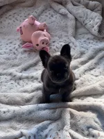 Cruella’s 🤎 , a male French Bulldog for sale in Priddy, TX – 4 of 6