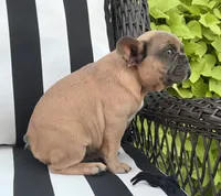 Jewels M2, a male French Bulldog for sale in Priddy, TX – 6 of 7