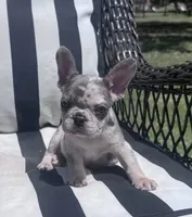 Annie’s 💞3, a female French Bulldog for sale in Priddy, TX – 1 of 8
