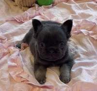 Poppy’s 💙🤎🩷, a female French Bulldog for sale in Priddy, TX – 4 of 10