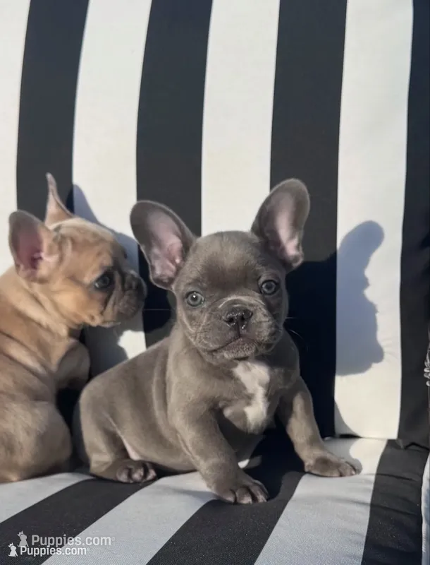 Indi’s M4 – French Bulldog puppy on hold in Priddy, TX