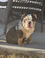 Peach’s Boy 🖤, a male English Bulldog for sale in Priddy, TX – Photo 5 of 6