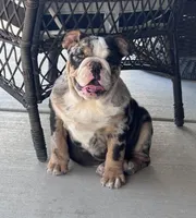 Peach’s Boy 🖤, a male English Bulldog for sale in Priddy, TX – Photo 4 of 6