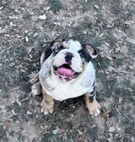 Peach’s Boy 🖤, a male English Bulldog for sale in Priddy, TX – Photo 6 of 6