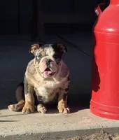 Peach’s Boy 🖤, a male English Bulldog for sale in Priddy, TX – Photo 2 of 6