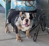 Peach’s Boy 🖤, a male English Bulldog for sale in Priddy, TX – Photo 3 of 6