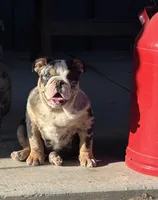 Peach’s Boy 🖤, a male English Bulldog for sale in Priddy, TX – Photo 1 of 6