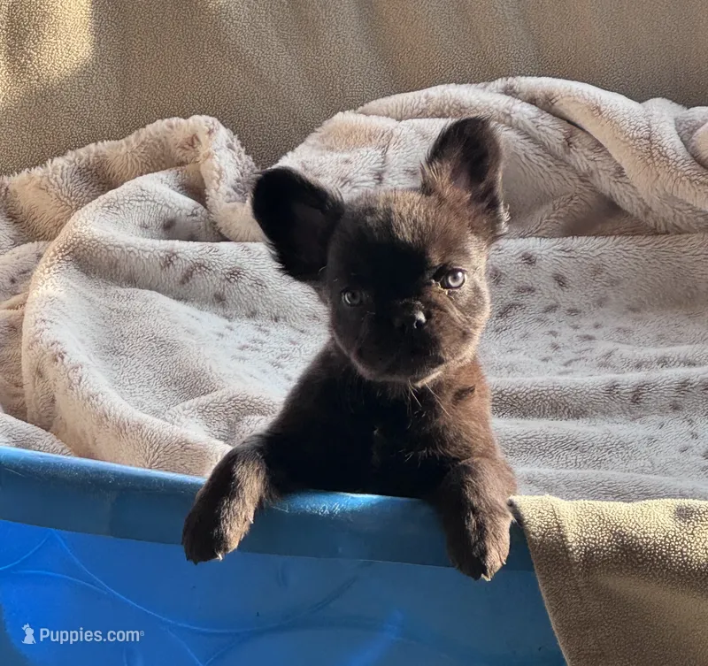 Cruella’s 🤎  – French Bulldog puppy for sale in Priddy, TX