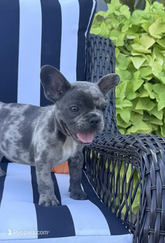 Jewel’s M1 – French Bulldog puppy for sale in Priddy, TX
