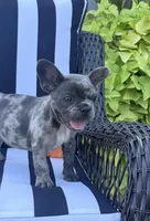 Jewel’s M1, a male French Bulldog for sale in Priddy, TX – 1 of 9