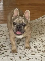 Poppy’s 💜 girl, a female French Bulldog for sale in Priddy, TX – 7 of 8