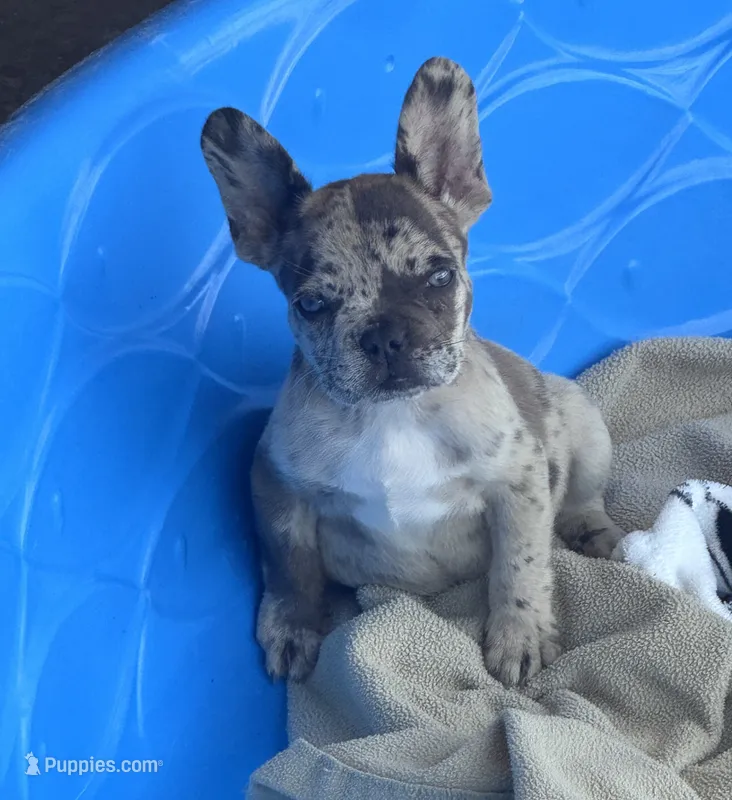 Cruella’s 🤎 merle  – French Bulldog puppy for sale in Priddy, TX