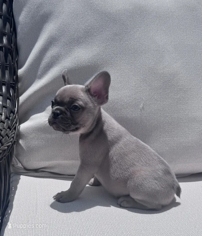Poppy’s 💜 fawn – French Bulldog puppy for sale in Priddy, TX