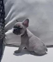 Poppy’s 💜 fawn, a female French Bulldog for sale in Priddy, TX – 1 of 10