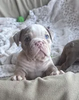 Kay T’s 💜 M1, a male English Bulldog for sale in Priddy, TX – 9 of 10