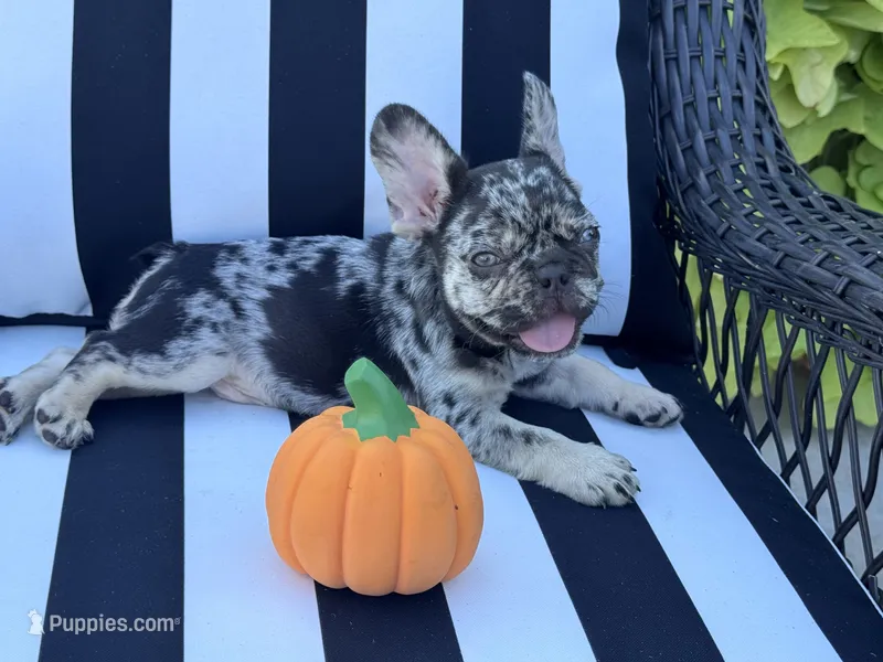 Pfeiffer’s M1 – French Bulldog puppy for sale in Priddy, TX