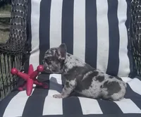 Annie’s 💙, a male French Bulldog for sale in Priddy, TX – 4 of 5
