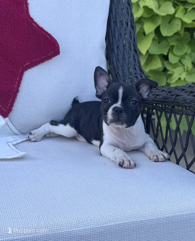 Panda’s M5 – Frenchton puppy for sale in Priddy, TX