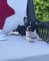 Panda’s M5, a male Frenchton for sale in Priddy, TX – 1 of 9