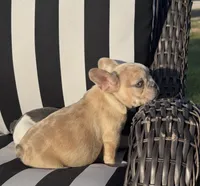 Indi’s M3, a male French Bulldog for sale in Priddy, TX – 2 of 10