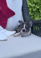 Panda’s M1 💙, a male Frenchton for sale in Priddy, TX – 8 of 10