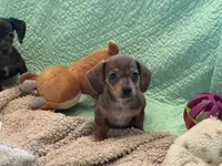 Cookie’s 💙, a male Miniature Dachshund for sale in Priddy, TX – 3 of 7