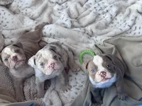 Kay T’s 💜 M1, a male English Bulldog for sale in Priddy, TX – 7 of 10