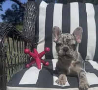 Annie’s 💙, a male French Bulldog for sale in Priddy, TX – 3 of 5