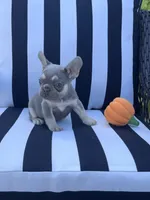 Pfeiffer’s M2 💜, a male French Bulldog for sale in Priddy, TX – 4 of 6