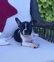 Panda’s M5, a male Frenchton for sale in Priddy, TX – 2 of 9