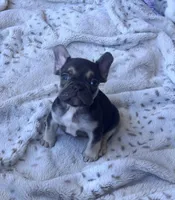 🤎 ready tomorrow!!, a male French Bulldog for sale in Priddy, TX – Photo 2 of 2